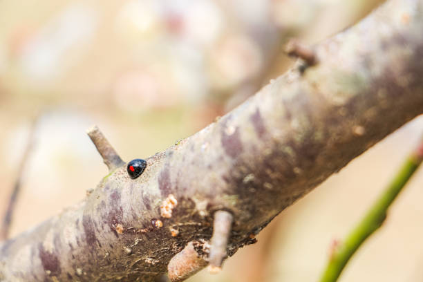 A bright ladybug sits on the white petals of a daisy, with a soft green bokeh background. Crisp macro capture emphasizes nature, color, and tiny details of summertime beauty.