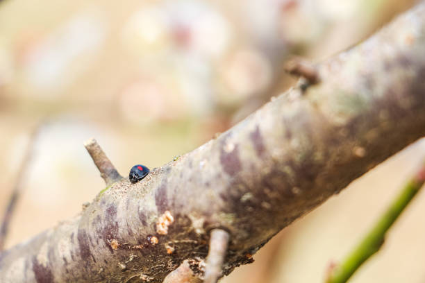 A Kidney-spot Ladybird on a tree twig
