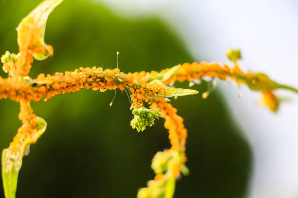 Aphid community on branch - animal behavior.
