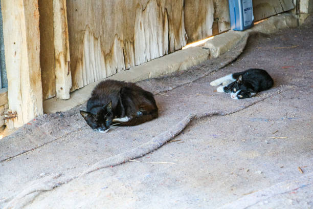 istock Small cats lying and resting outdoors 1465509910