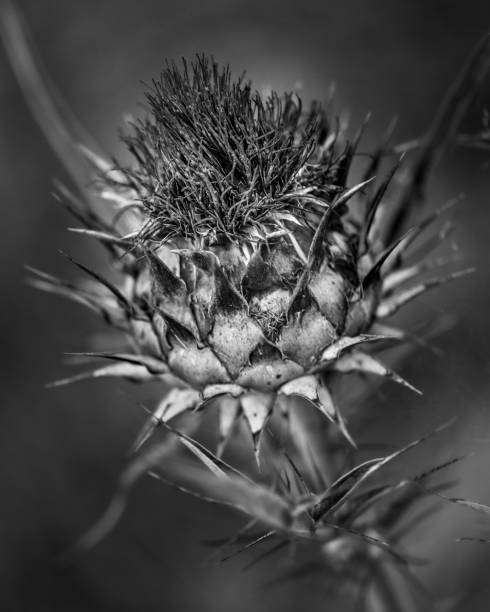 A grayscale shot of a thorny thistle