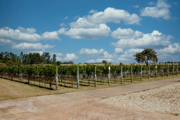 istock Small plantation of grapes for wine production 1465510256