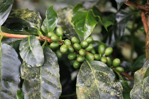 Close-up of coffee beans on coffee farm, Montenegro, Quindio, Colombia.