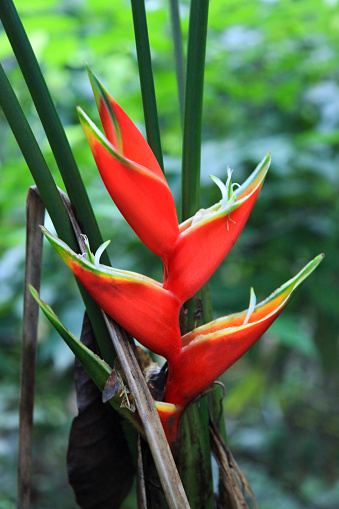 Close-up of Heliconia Pendula flower in forest at Tayrona National Park, Colombia.