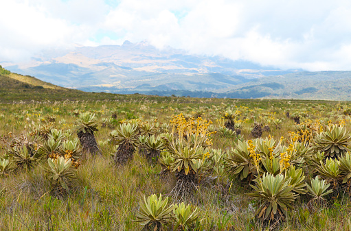 Scenic view of Paramo flowers in Purace National Natural Park, Cauca, Colombia.