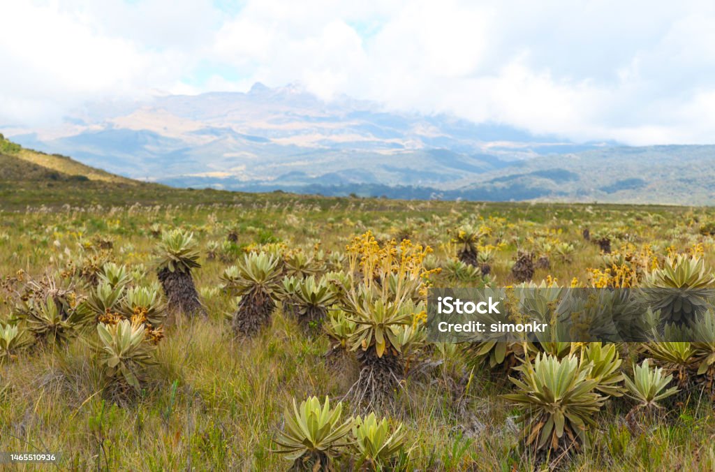 Paramo plants in natural park Scenic view of Paramo flowers in Purace National Natural Park, Cauca, Colombia. Paramo Stock Photo