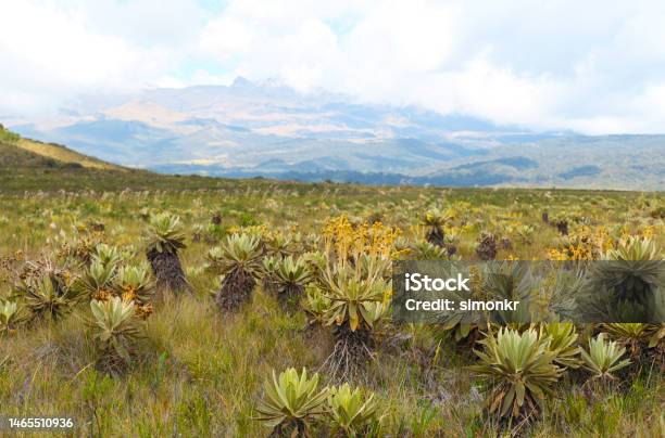 Paramo Plants In Natural Park Stock Photo - Download Image Now - Paramo, Landscape - Scenery, Scenics - Nature