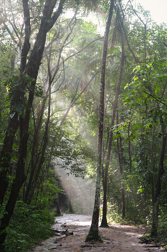 View of dirt footpath through rainforest, Tayrona National Park, Colombia.