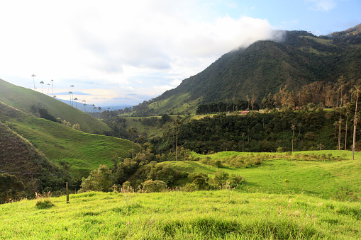 Scenic view of landscape with wax palm trees on hills against cloudy sky, Valle del Cocora, Quindio, Colombia.