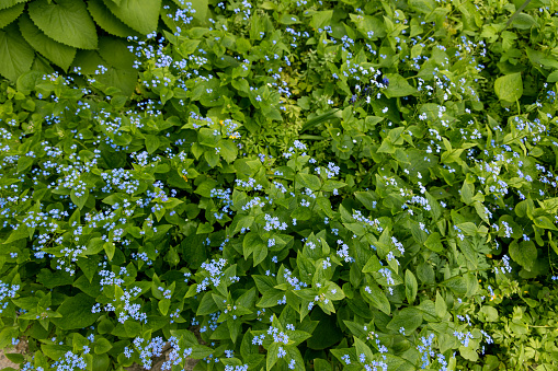 Brunnera macrophylla. Large green leaves and inflorescences with small blue flowers have formed continuous thickets. High quality photo