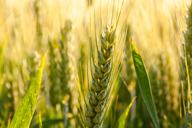 istock Closeup of wheat growing in a field 1465512838