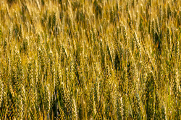 istock Wheat field with the golden spikes 1465512840