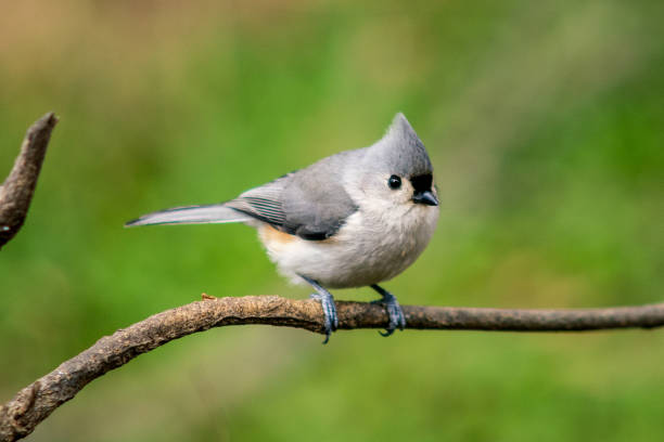 istock Closeup shot of a crested tit on the tree bran 1465513012