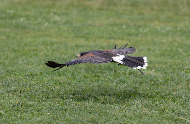istock Large hawk flying close to a green meadow 1465513076
