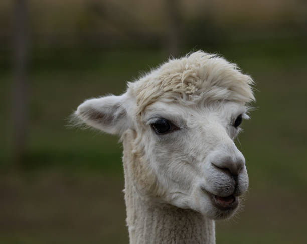 istock Closeup shot of a white alpaca head 1465513121