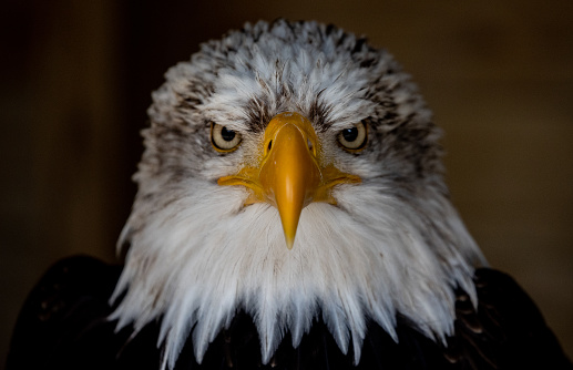 Isolated Bald Eagle portrait. Selective focus on eye.
