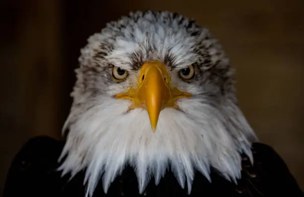 Photo of Closeup shot of a beautiful bald eagle head