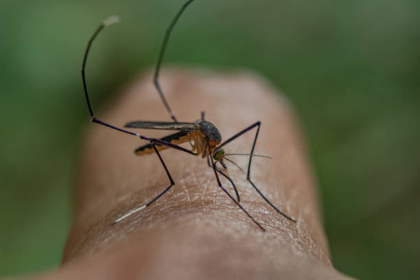 istock Macro shot of a mosquito on a person's finger 1465513188