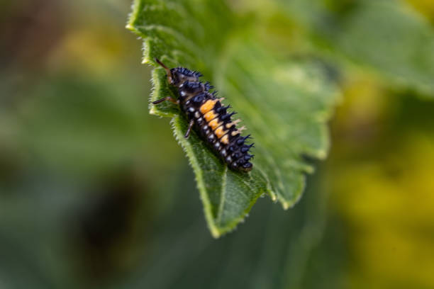 istock Closeup shot of Ladybug larvae perched on a green leaf on a blurred background 1465513207