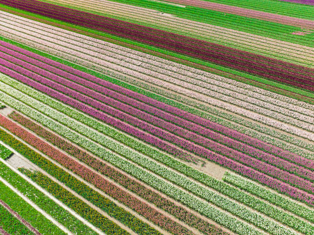 istock Tulips growing in agricutlural fields during springtime seen from above 1465513457