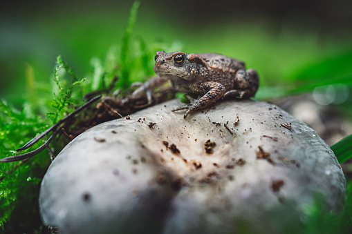 A selective focus shot of a common toad on a stone