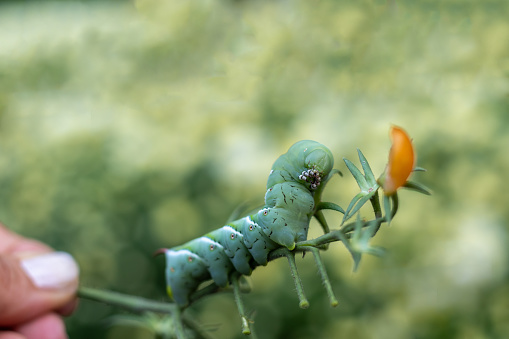 A macro shot of a Tomato Hornworm caterpillar on a tomato plant with a green background