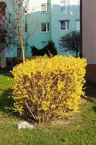 Yellow forsythia bush on a sunny day