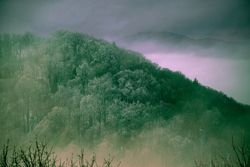 A mesmerizing view of a hill with dense forest on a foggy day