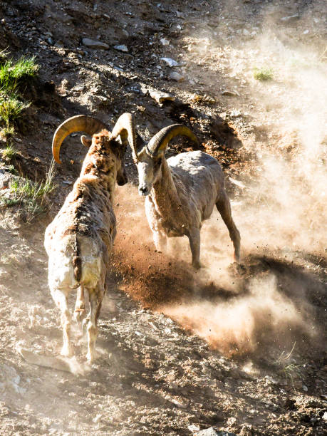 istock Two bighorn sheep rams fighting on the rocky area under the sunlight 1465514516