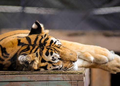 A Bengal tiger lying on the wooden surface