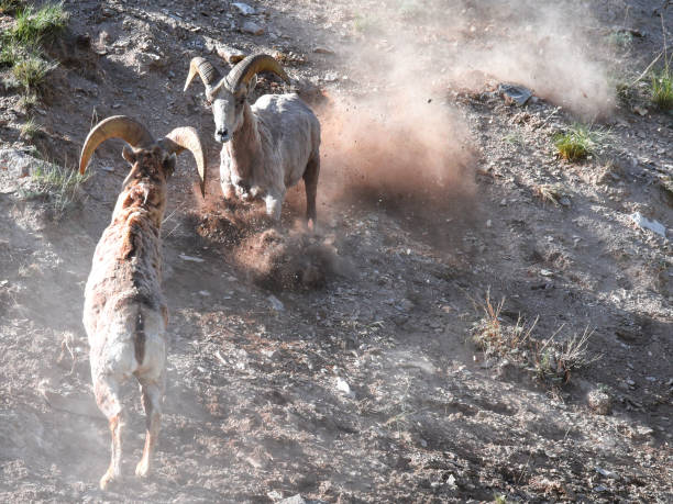 istock Two bighorn sheep rams on the rocky area under the sunlight 1465514519