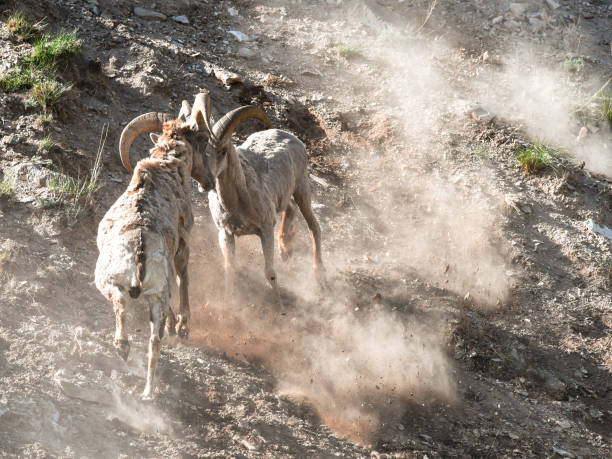 Two bighorn sheep rams fighting on the rocky area under the sunlight