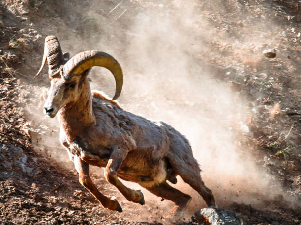 istock Bighorn sheep running on the rocky area under the sunlight 1465514545