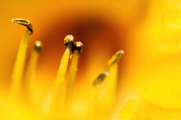 Rudbeckia Hirta Prairie Sun Flower in macro