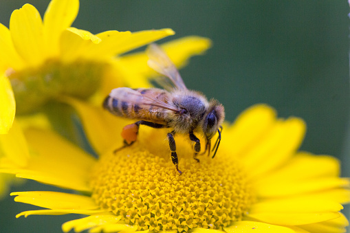 A closeup of a honey bee on a yellow flower in a field under the sunlig