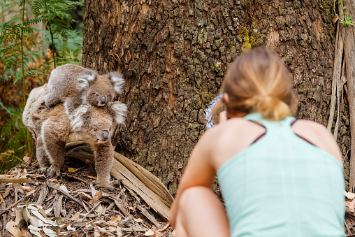 A woman looking at a koala carrying its baby in a forest in the daylight