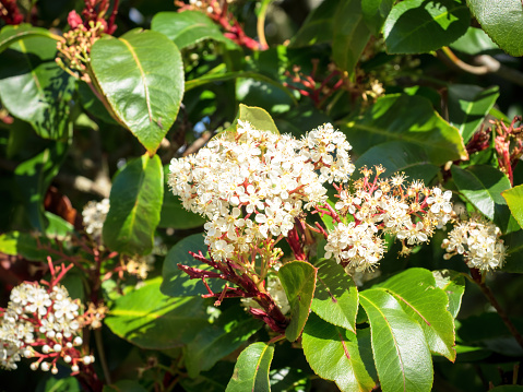 View of Red Tip Photinia (Photinia x fraseri) tree with flowers and leaves