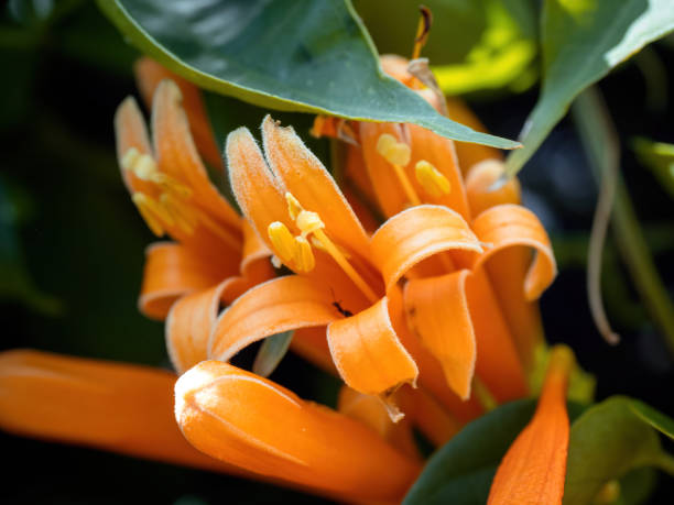 istock Brazilian Flame Creeper (Pyrostegia venusta) flowers 1465514992