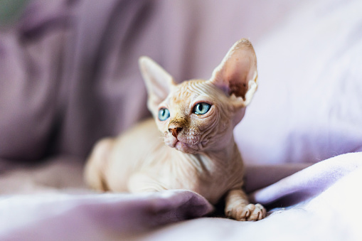 A portrait of a cute Sphynx cat at home