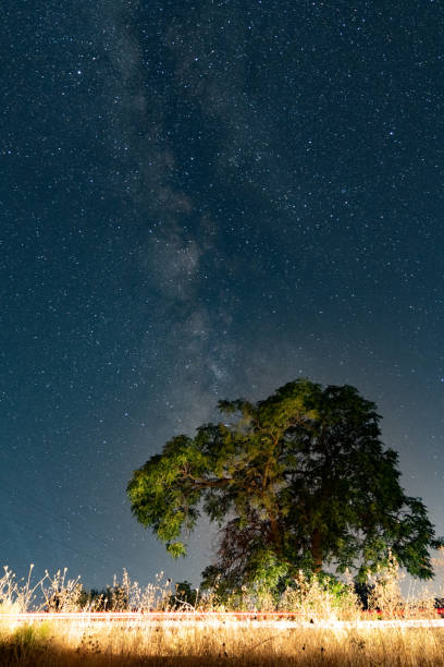 istock Vertical shot of a green tree in a field under a dark blue starry sky 1465515754