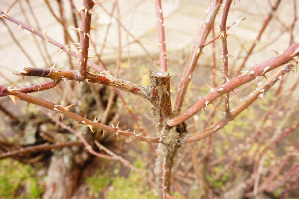 istock Leafless shrub with many spikes in a park 1465515785