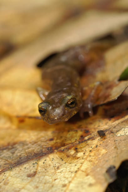 istock Vertical closeup the endangered limestone salamander, Hydromantes brunus 1465515809