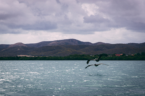 A seascape with two birds flying over the water on the background of mountains under a cloudy sky