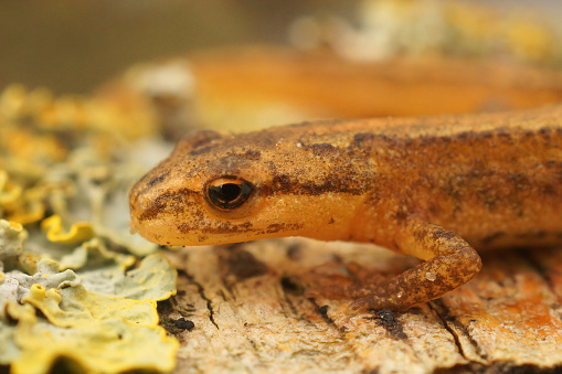 Closeup on a sub-adult Common smooth newt , Lissotriton vulgaris on a piece of wood