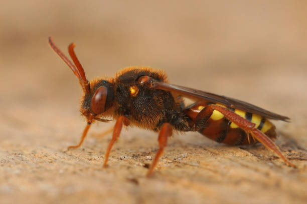 istock Closeup on a beautiful red , Lathbury's nomad bee, Nomada lathburiana 1465516352