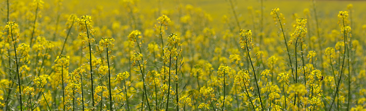 Close up on rapeseed blooming with yellow rapsflowers on field panorama