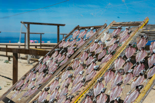 secado de pescado al aire libre de la manera tradicional - pescado secado fotografías e imágenes de stock