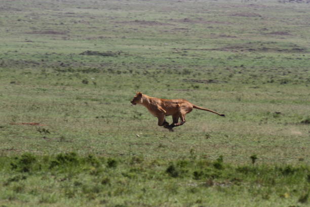 istock Lioness jumping high, chasing a warthog, that is called savana express in Kenya 1465518503