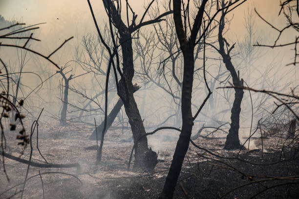 istock Smoky dead trees in the burnt forest 1465518550