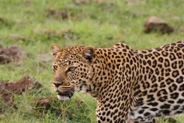 istock Face closeup of a wild leopard walking in savanna 1465518703
